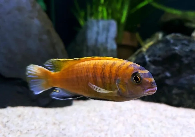 Tropheops sp. 'red fin' Lundo Island